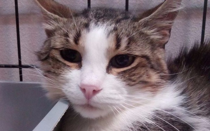 Zbiórka Frugo - mały koci połamaniec - zdjęcie główne