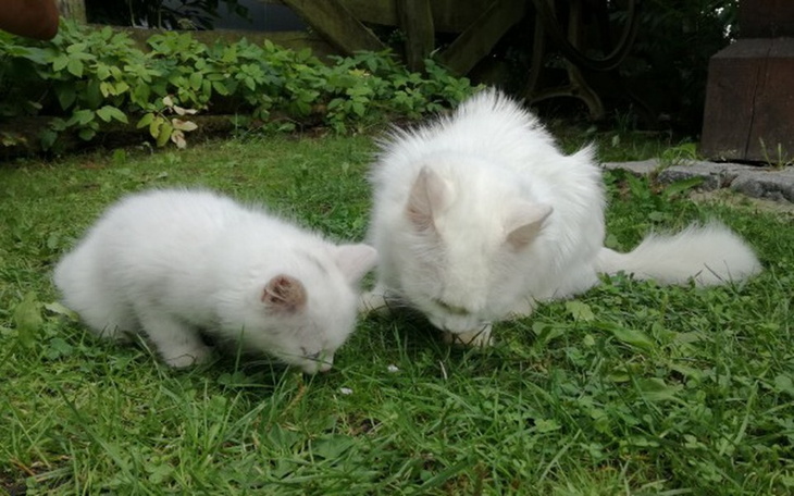 Zbiórka Pomoc kociej rodzinie z Podlasia - zdjęcie główne