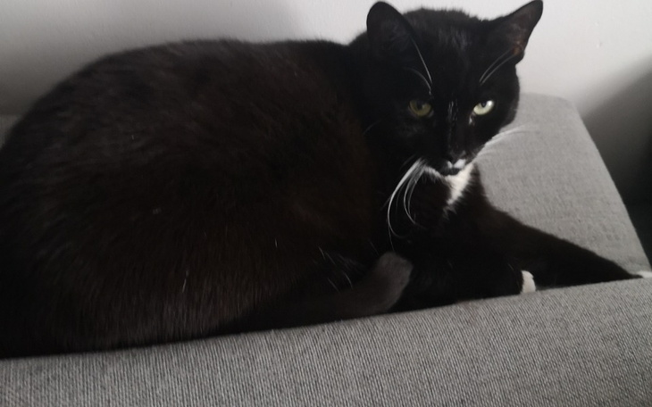 Zbiórka Operacja kota Fuksa - zdjęcie główne