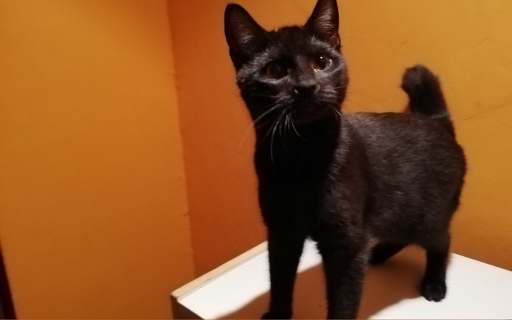 Zbiórka Skrzywdzonym kotom na pomoc - zdjęcie główne