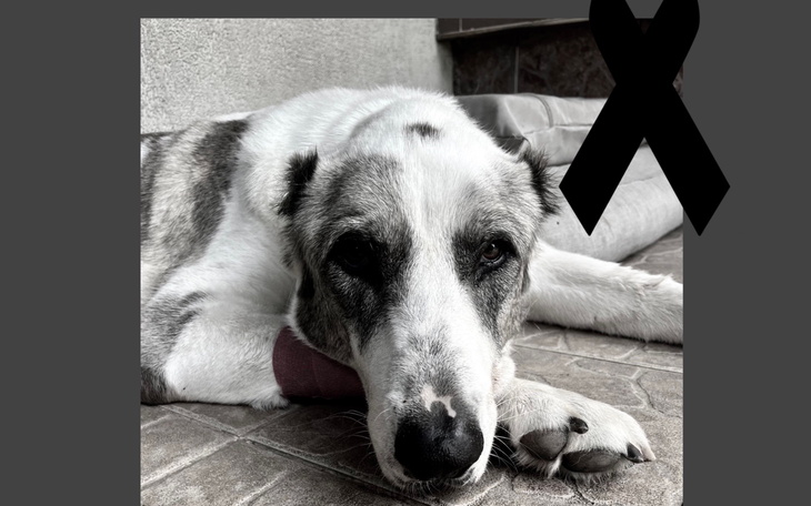 Pies leżący na podłodze, wygląda na smutnego.