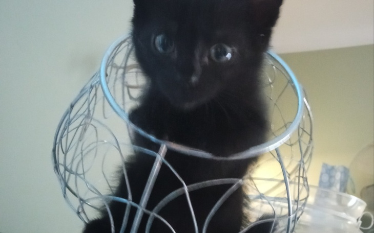 Zbiórka Lkkjh - zdjęcie główne