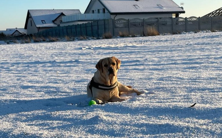 Zbiórka Na leczenie dla Amigo - zdjęcie główne