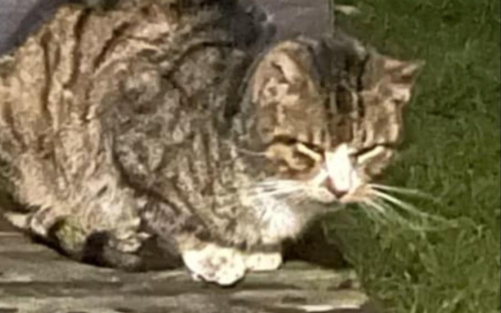 Przytulający się kot, chwile spokoju w ogrodzie.