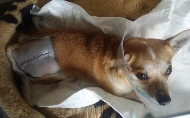 Zbiórka Operacja Ruti - zdjęcie główne