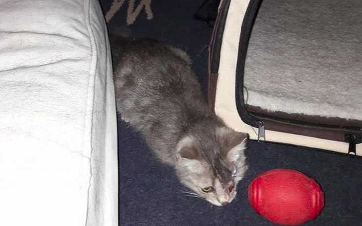 Zbiórka Iwanek kotek bez oczka - zdjęcie główne