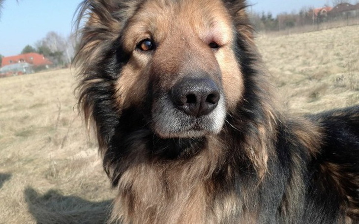 Zbiórka Pomoc dla Dragona - zdjęcie główne