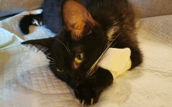 Zbiórka Pomóżmy Mefikowi dorosnąć - zdjęcie główne