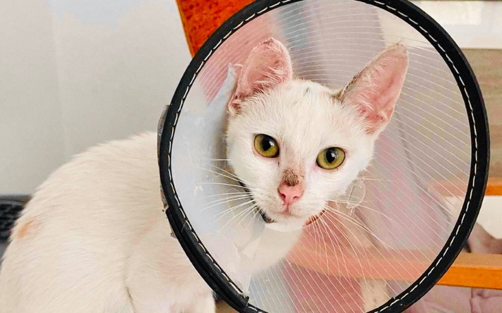 Biały kot w kołnierzu ochronnym, patrzący w obiektyw.