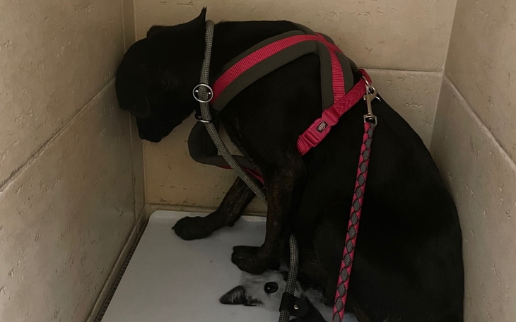 Zbiórka Westa-od zawsze bezdomna - zdjęcie główne