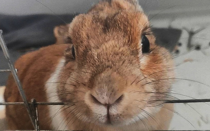 Zbiórka Na badanie Trusi - zdjęcie główne