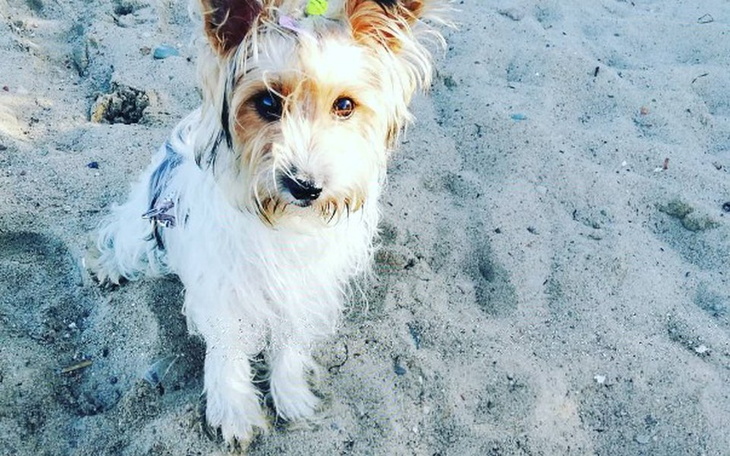 Zbiórka Zbieramy na działkę - zdjęcie główne