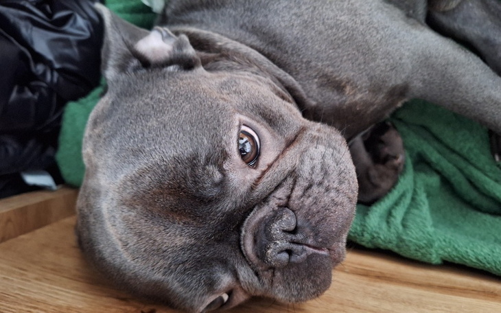 Zbiórka Pomóżcie na rachunki i jedzenie - zdjęcie główne