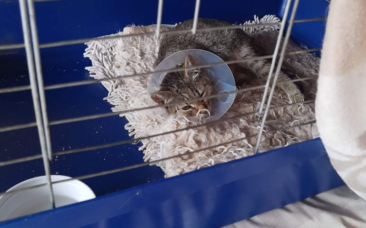 Zbiórka Eska z uszkodzoną łapką. - zdjęcie główne