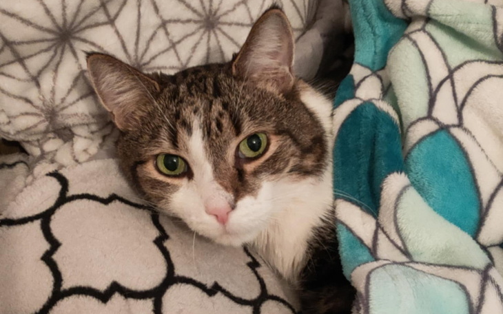 Kot leżący w kocach, z wyrazem ciekawości.