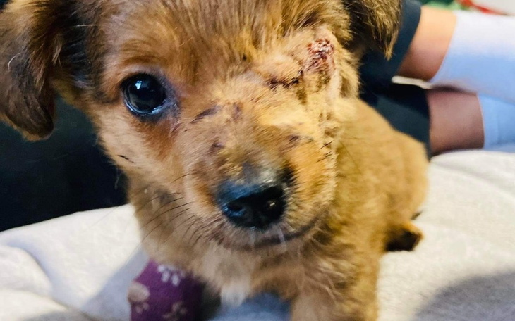 Zbiórka Bez oczka już Jej nie chcą - zdjęcie główne