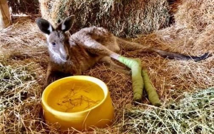 Zbiórka Sercem z Australią APEL O POMOC - zdjęcie główne
