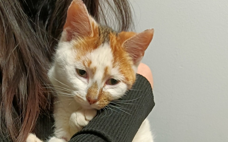 Zbiórka Ratujemy życie bezdomnej kotce - zdjęcie główne