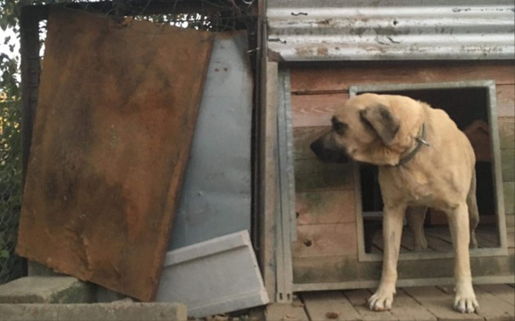 Zbiórka Remont Przytuliska - Oława - zdjęcie główne