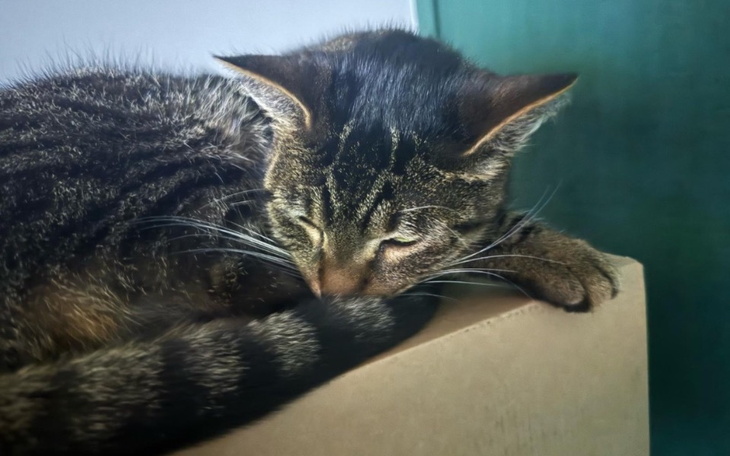 Kot śpiący na kartonie, z zamkniętymi oczami.