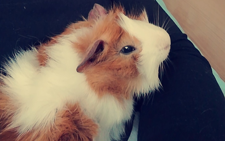 Zbiórka Na wymarzoną klatkę dla świnek - zdjęcie główne