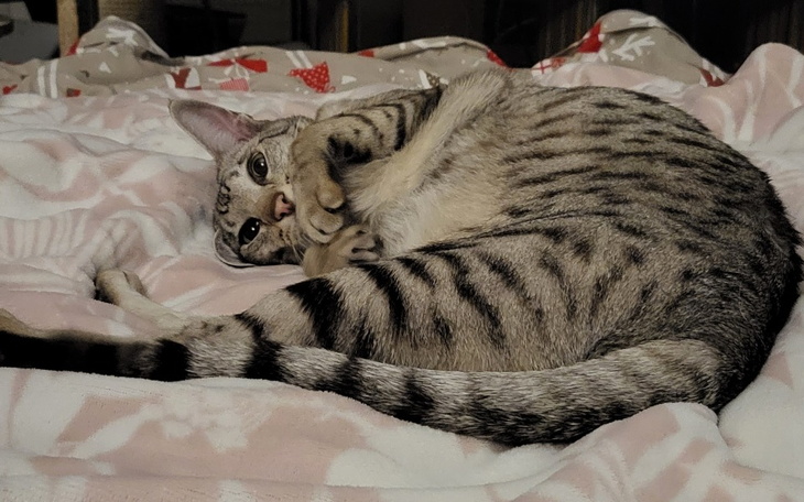 Zbiórka Leczenie stomatologiczne Alexa - zdjęcie główne