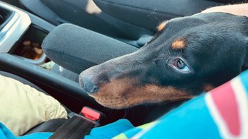 Zbiórka aRes Bobermanom - miniaturka zdjęcia