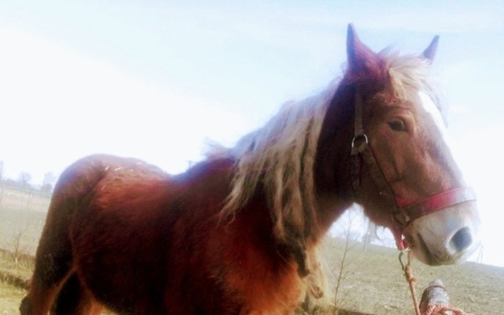 Zbiórka Życie zaplątane w blond grzywę - zdjęcie główne