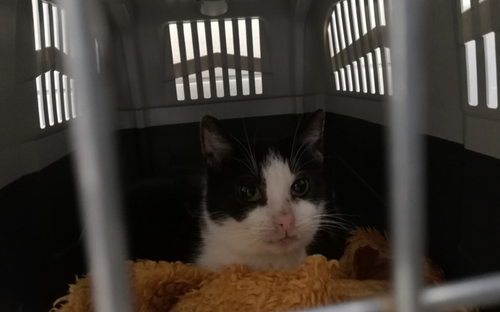 Zbiórka Kontrola Pchełki - zdjęcie główne