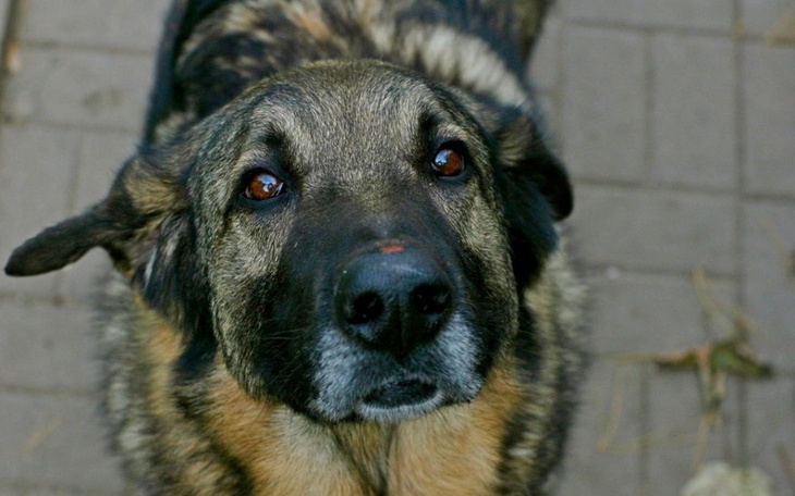 Zbiórka Wałbrzych Dog Shelter Help - zdjęcie główne