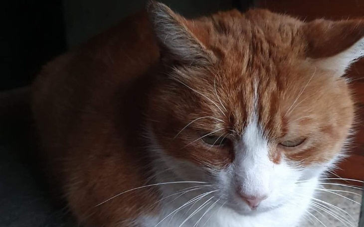 Zbiórka Ząbki Rudego - zdjęcie główne