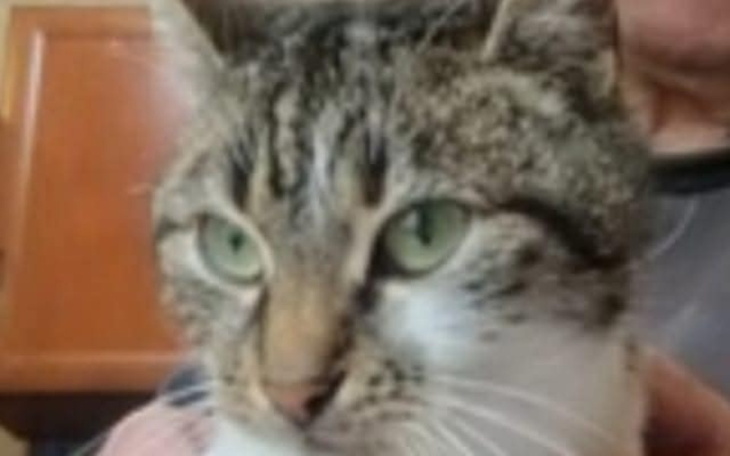 Kot trzymany na rękach, z wyrazem ciekawości.