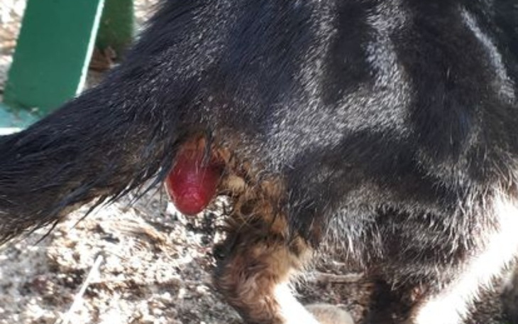 Zbiórka Kotka z wypadniętym odbytem - zdjęcie główne