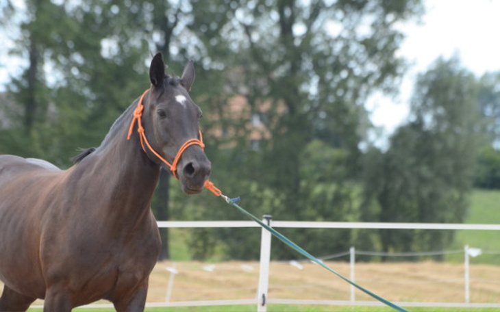 Zbiórka Rozwój sportu konnego - zdjęcie główne