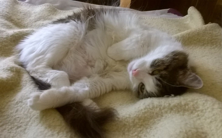 Zbiórka Ropomacicze u kotki - zdjęcie główne