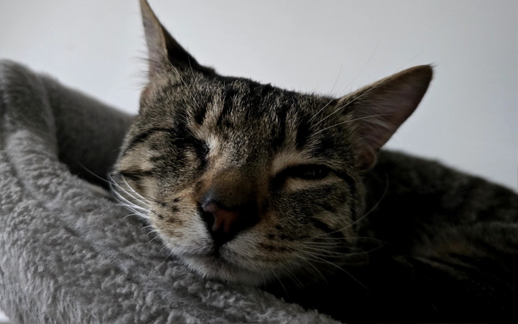 Kot odpoczywający na miękkim kocyku.