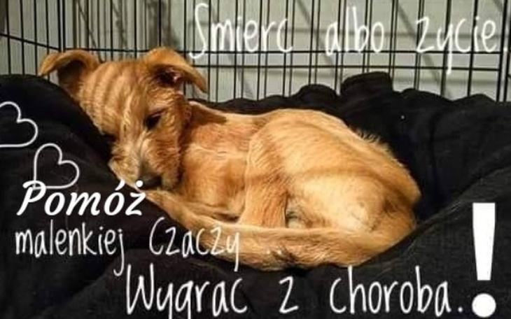 Zbiórka Czacza - kruszynka która walczy - zdjęcie główne