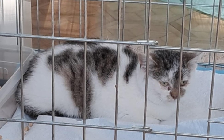 Zbiórka Pomoc dla bezdomnych kotów _ - zdjęcie główne