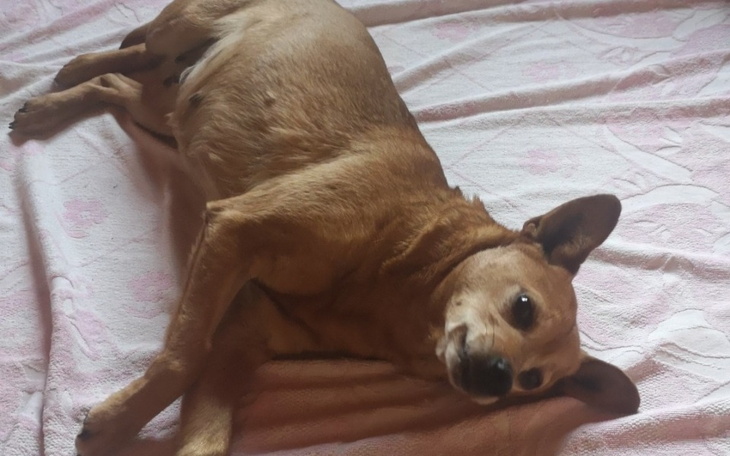 Pies leżący na łóżku, zrelaksowany i spokojny.