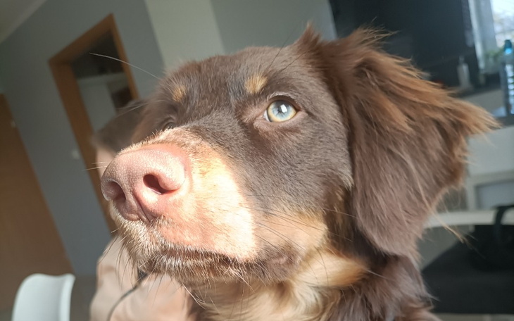 Zbiórka Karma dla kotów z Lubawki - zdjęcie główne