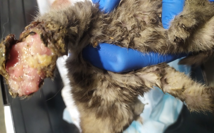 Zbiórka Na lepszy START kociąt bez szans - zdjęcie główne