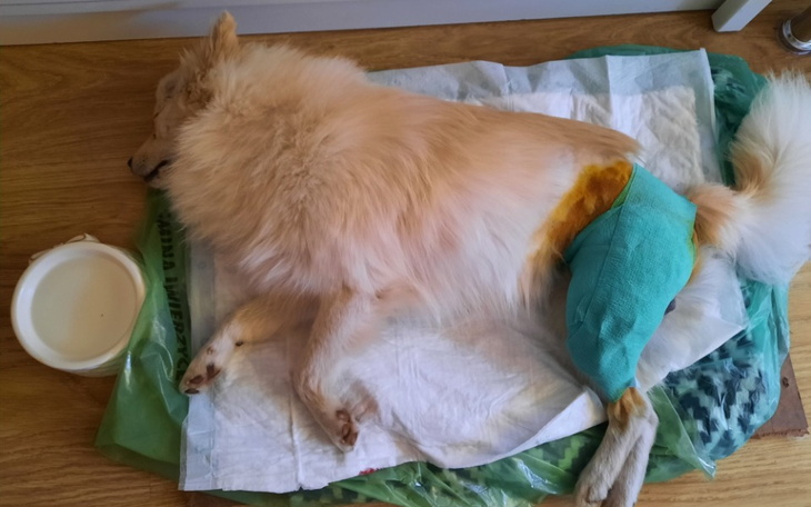 Zbiórka Na leczenie psiaka po wypadku - zdjęcie główne