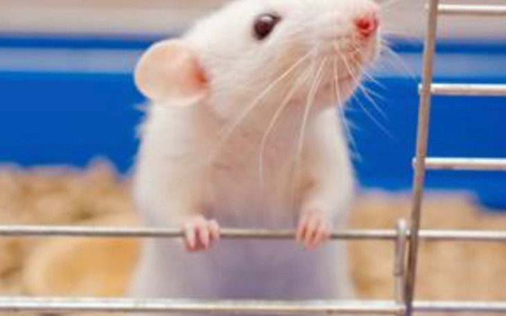 Zbiórka Zbieram na szczurka - zdjęcie główne