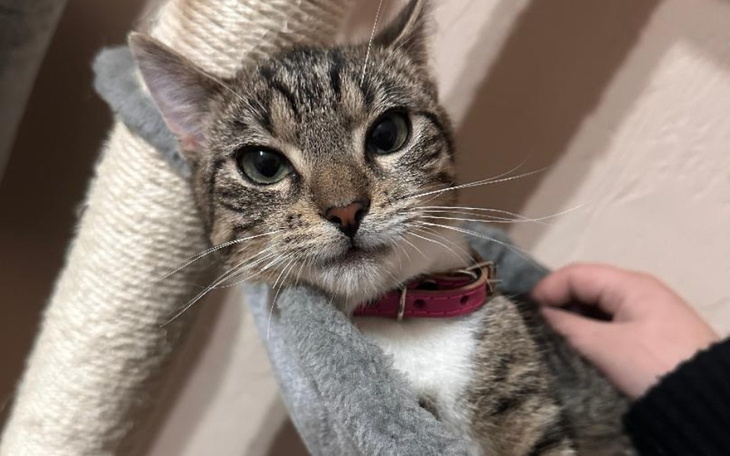 Zbiórka LEA- Leczenie, tomografia - zdjęcie główne