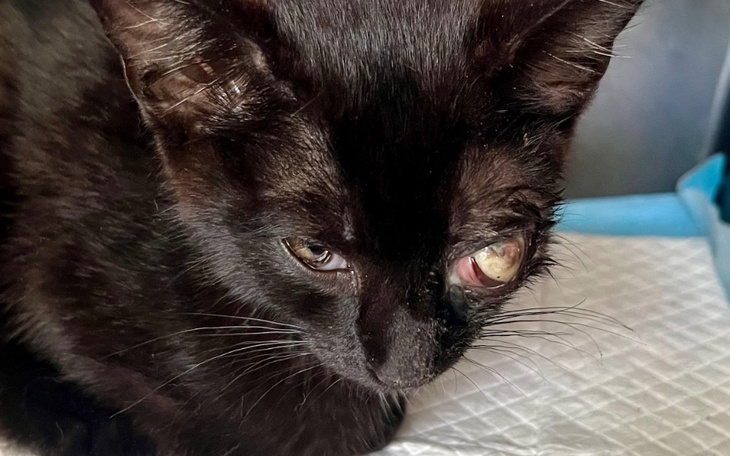 Zbiórka Koci szkielet, wypadnięte oko - zdjęcie główne