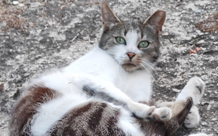 Zbiórka Niebieska Sfora -lipiec - zdjęcie główne