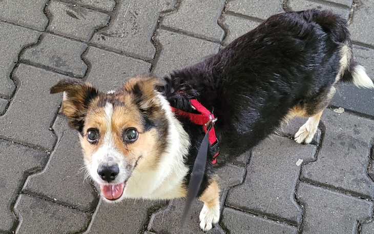 Pies na smyczy, uśmiechający się do kamery.