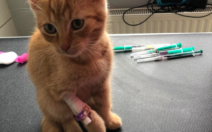 Zbiórka Opieka wet KociŁapkowych kotków - zdjęcie główne