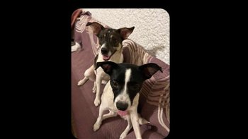 Zbiórka Uratować Fiki i Miki - miniaturka zdjęcia