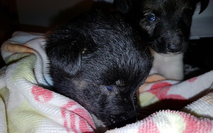 Zbiórka Chore szczeniaki walczą o życie! - zdjęcie główne